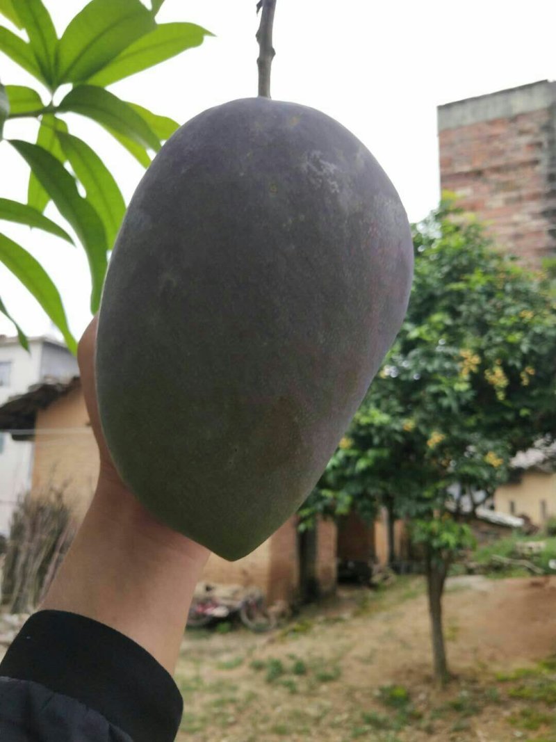 芒果苗1m以下