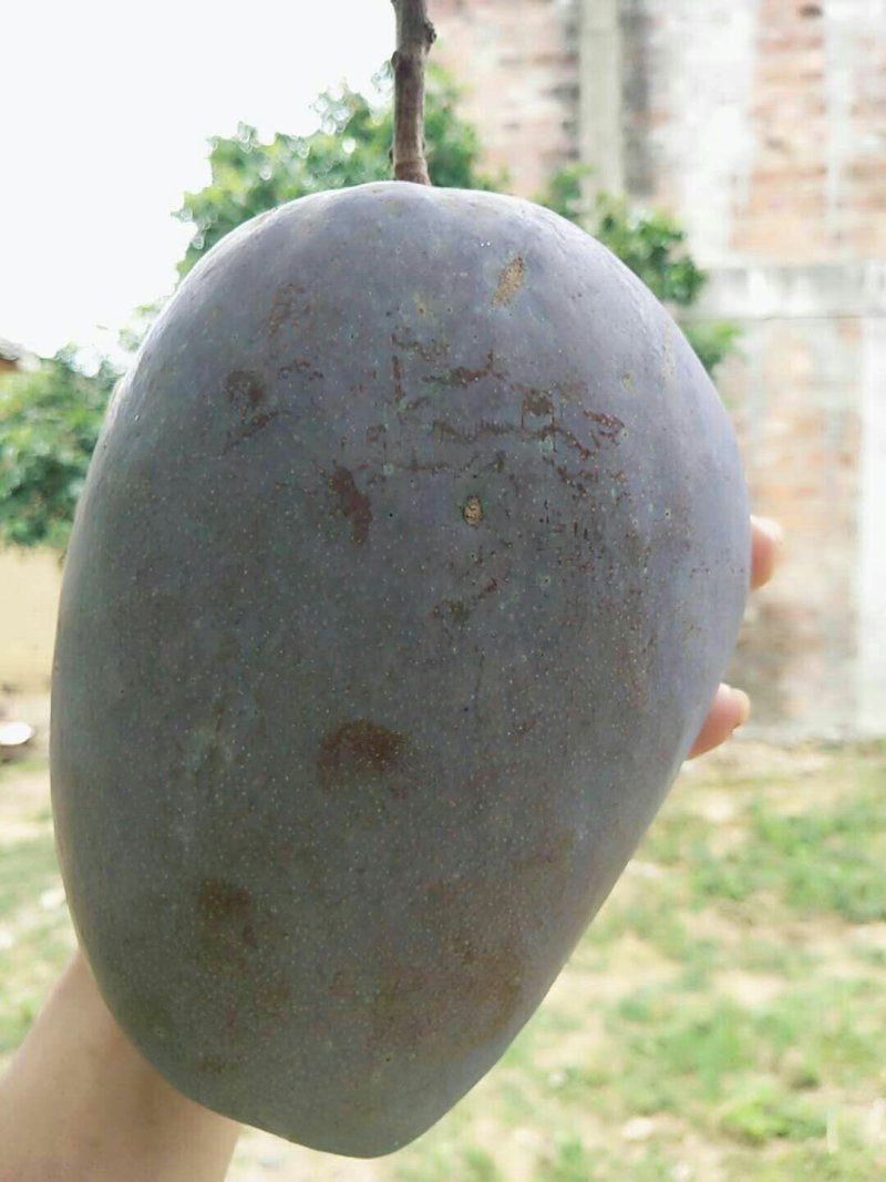 芒果苗1m以下