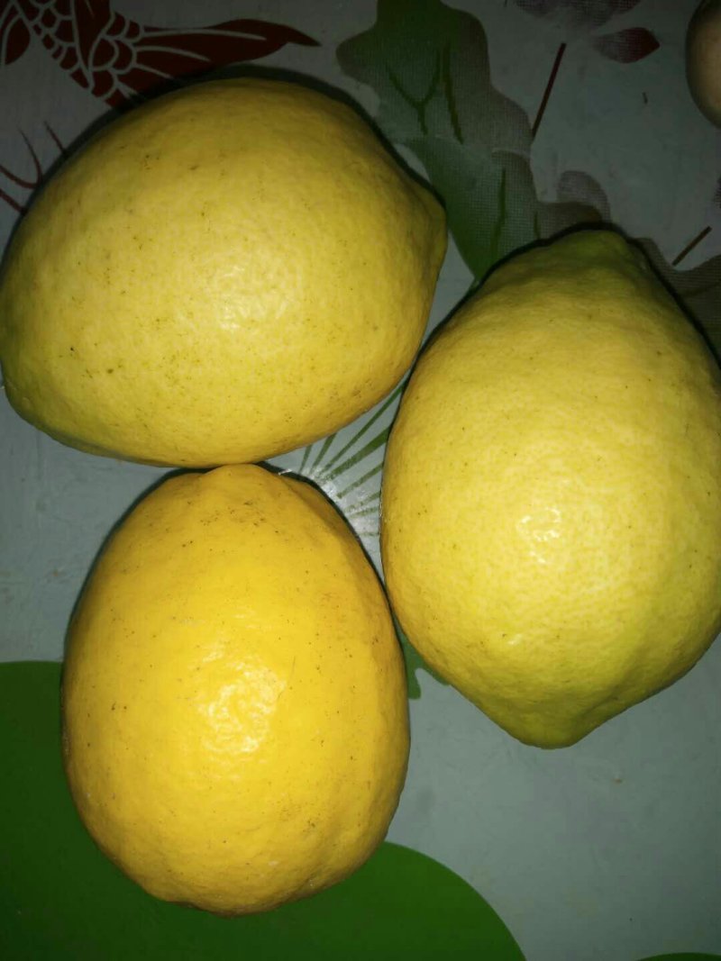香水柠檬树苗30~50cm