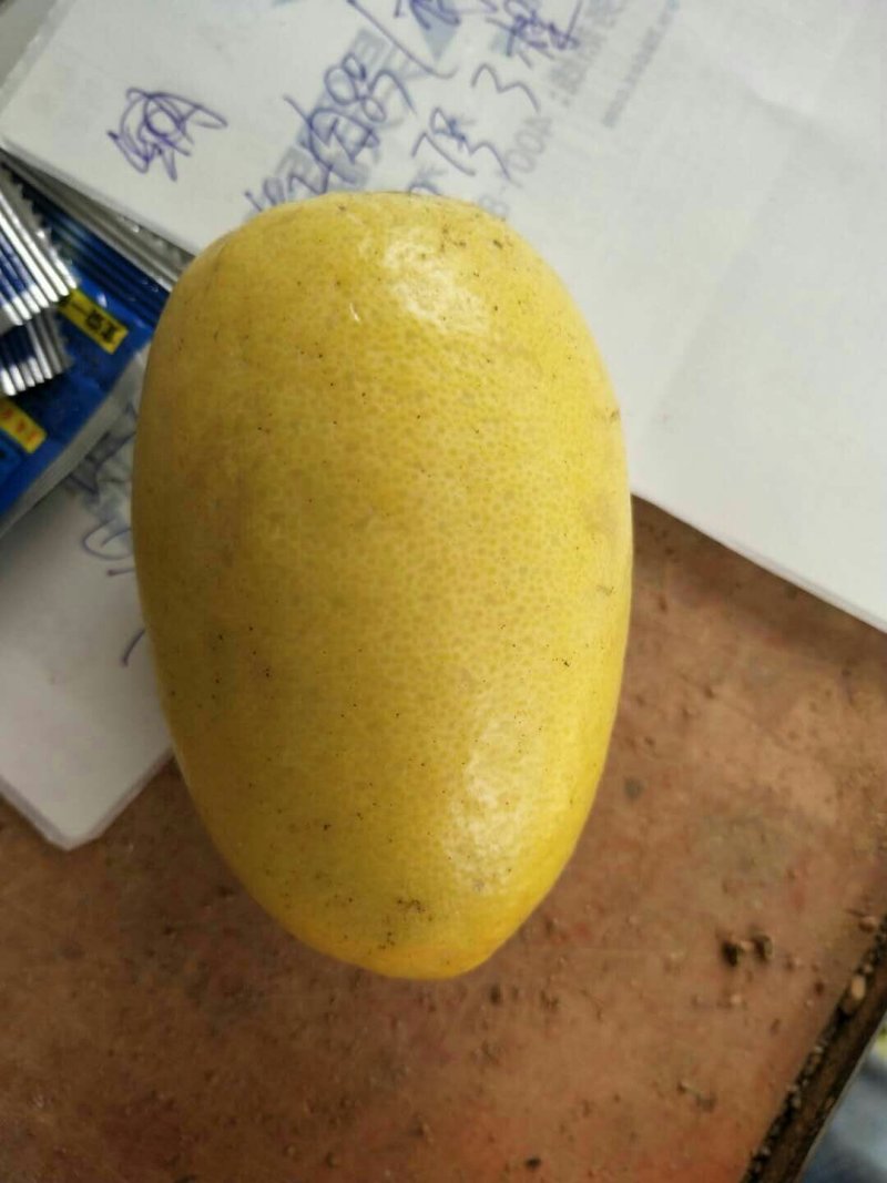 香水柠檬树苗30~50cm