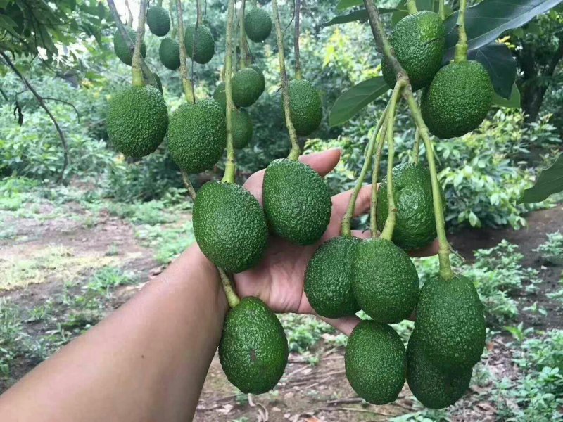 牛油果苗
