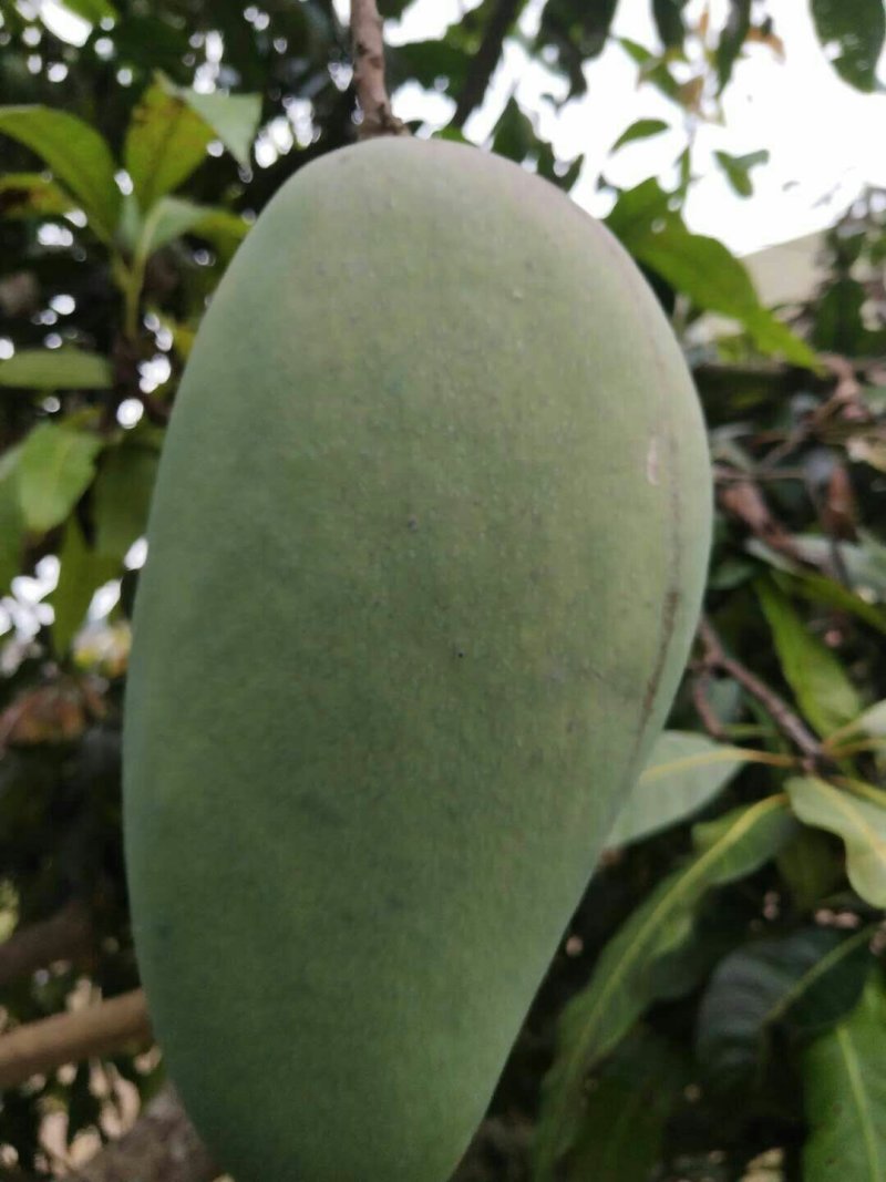 金煌芒树苗1m以下