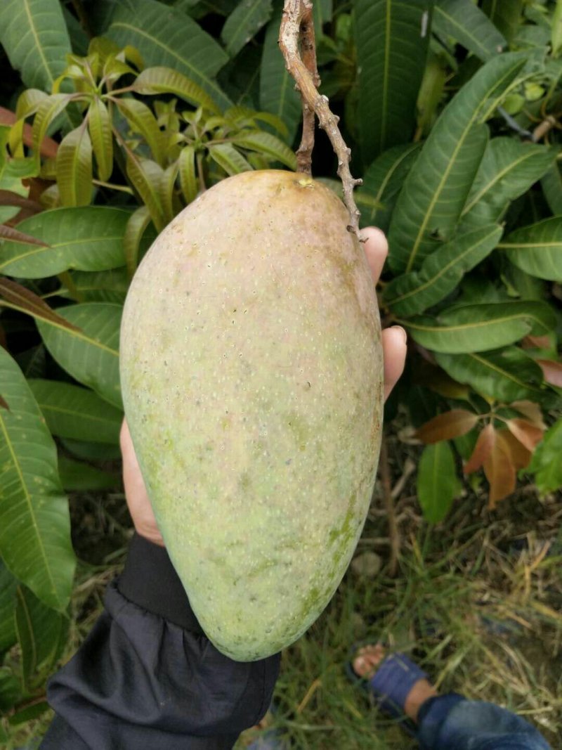 金煌芒树苗1m以下