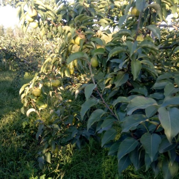 大量苹果梨以经上市了