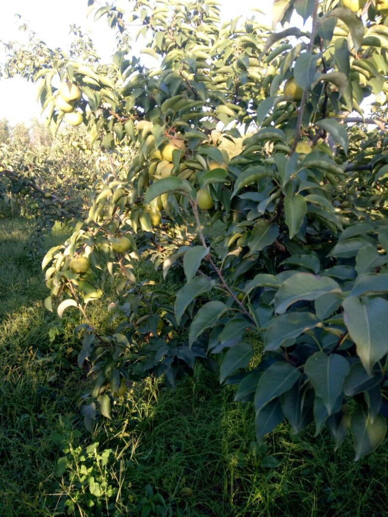 大量苹果梨以经上市了