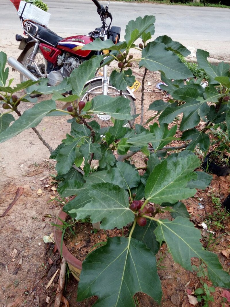白糖罂果苗50~80cm