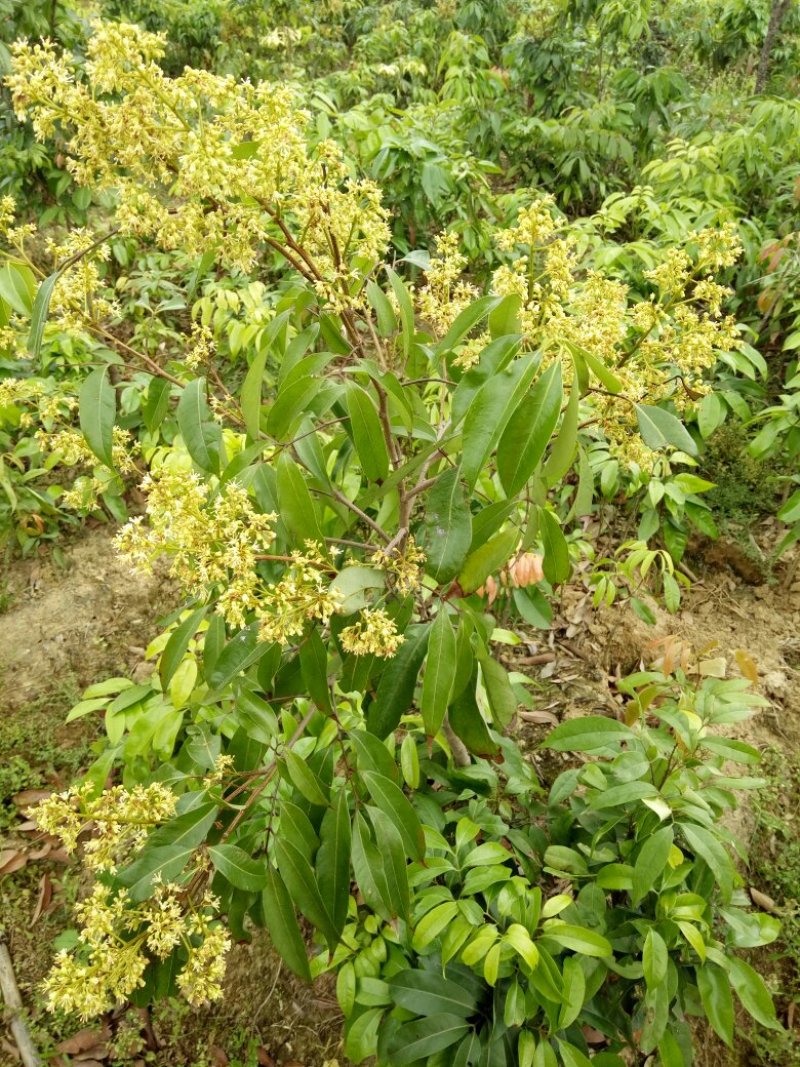 白糖罂果苗50~80cm