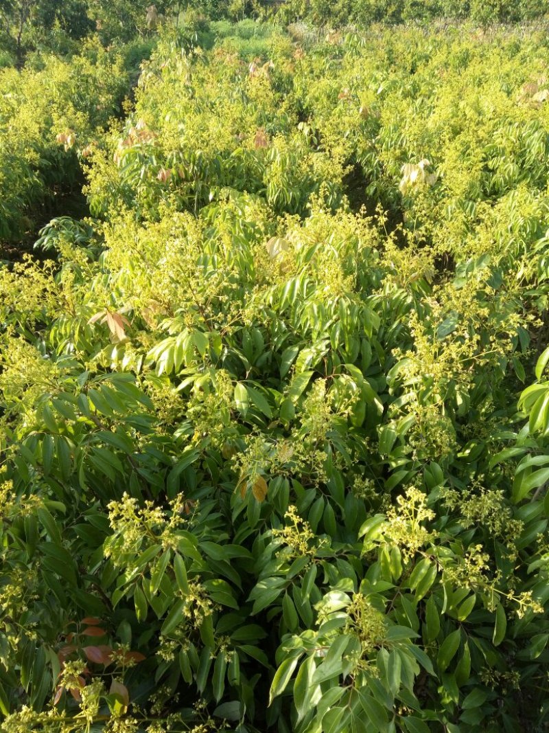 白糖罂果苗50~80cm