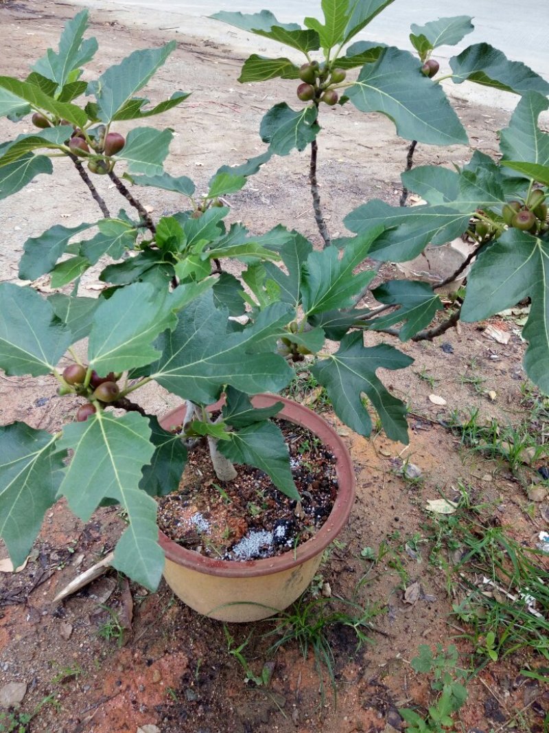 白糖罂果苗50~80cm