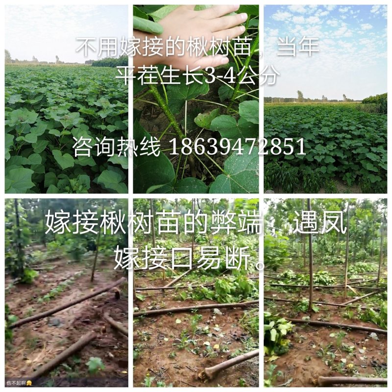 楸树苗