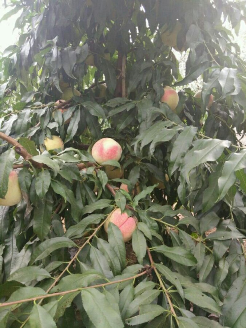 毛桃