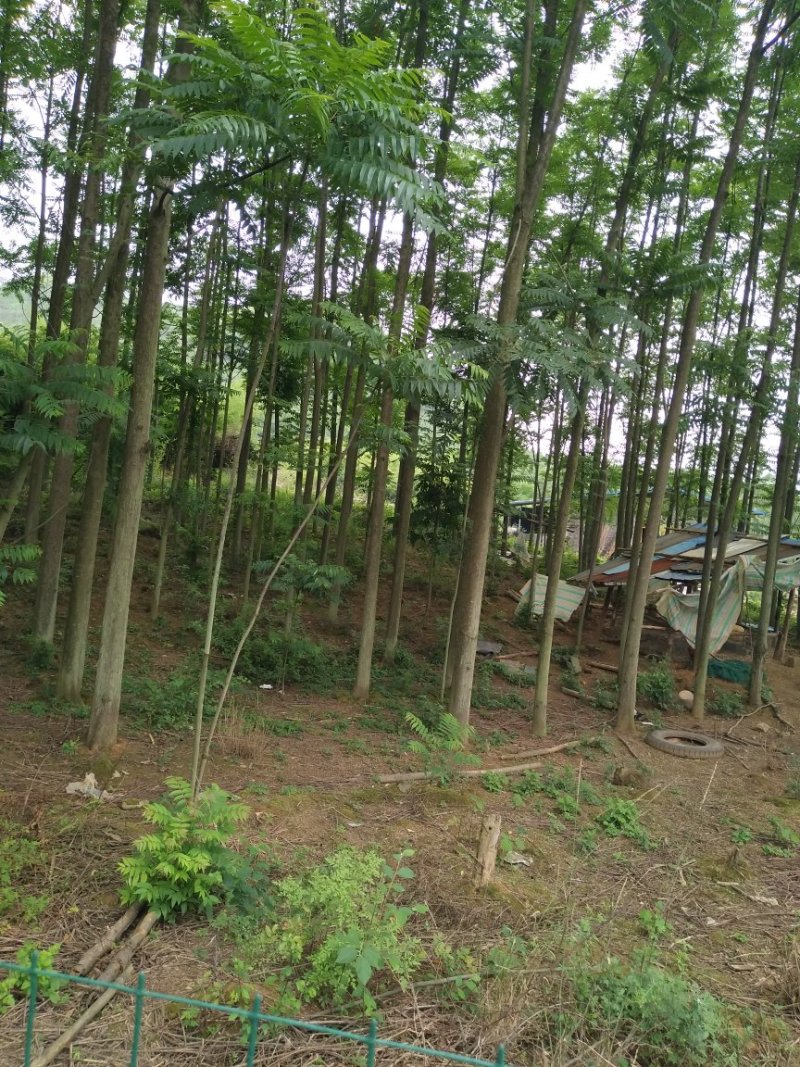 红椿树