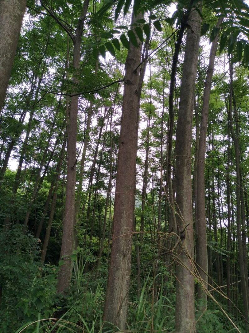 红椿树