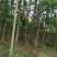 红椿树