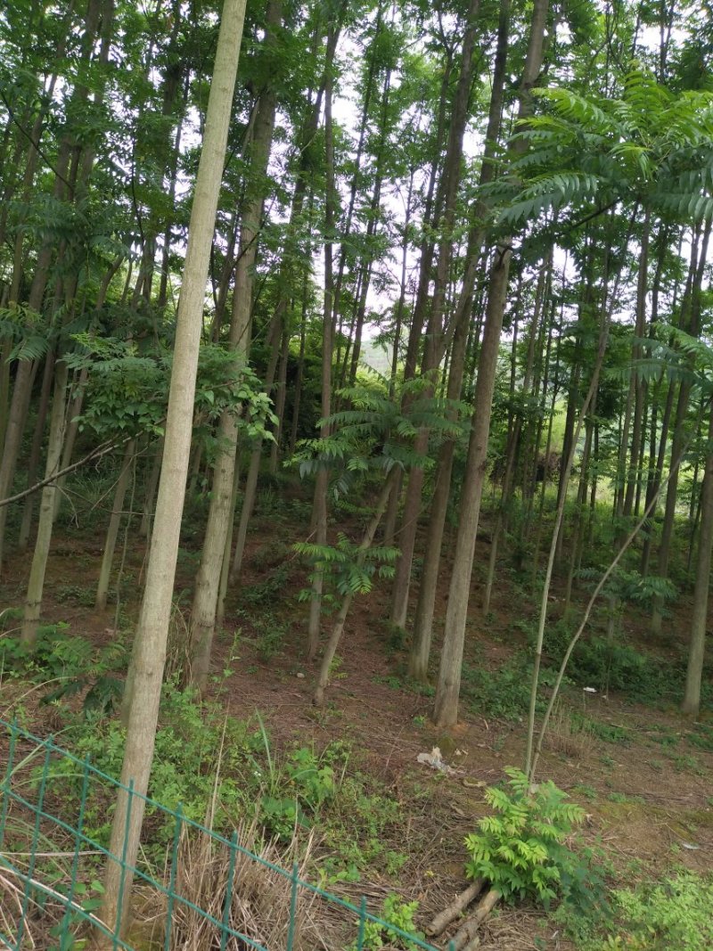 红椿树