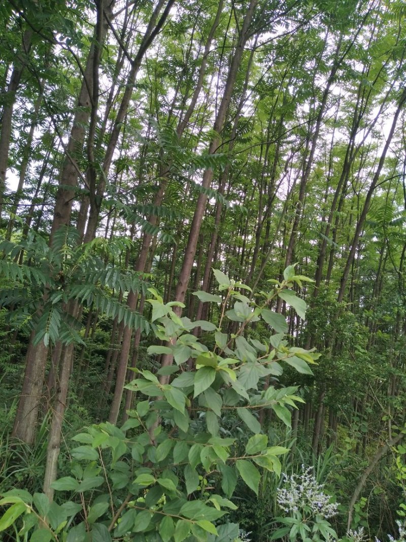 红椿树