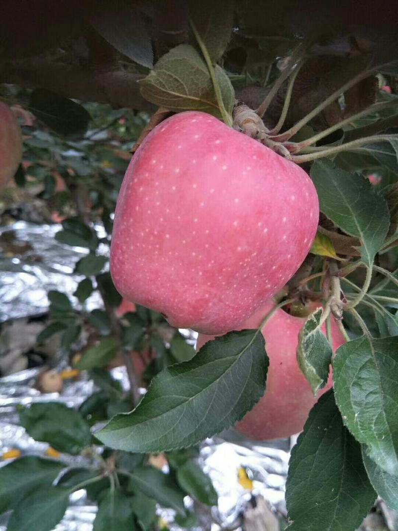 山西运城临猗坡上精品纸袋红星苹果大量上市，产地销售