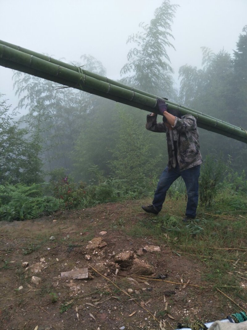 楠竹8米砍伐中