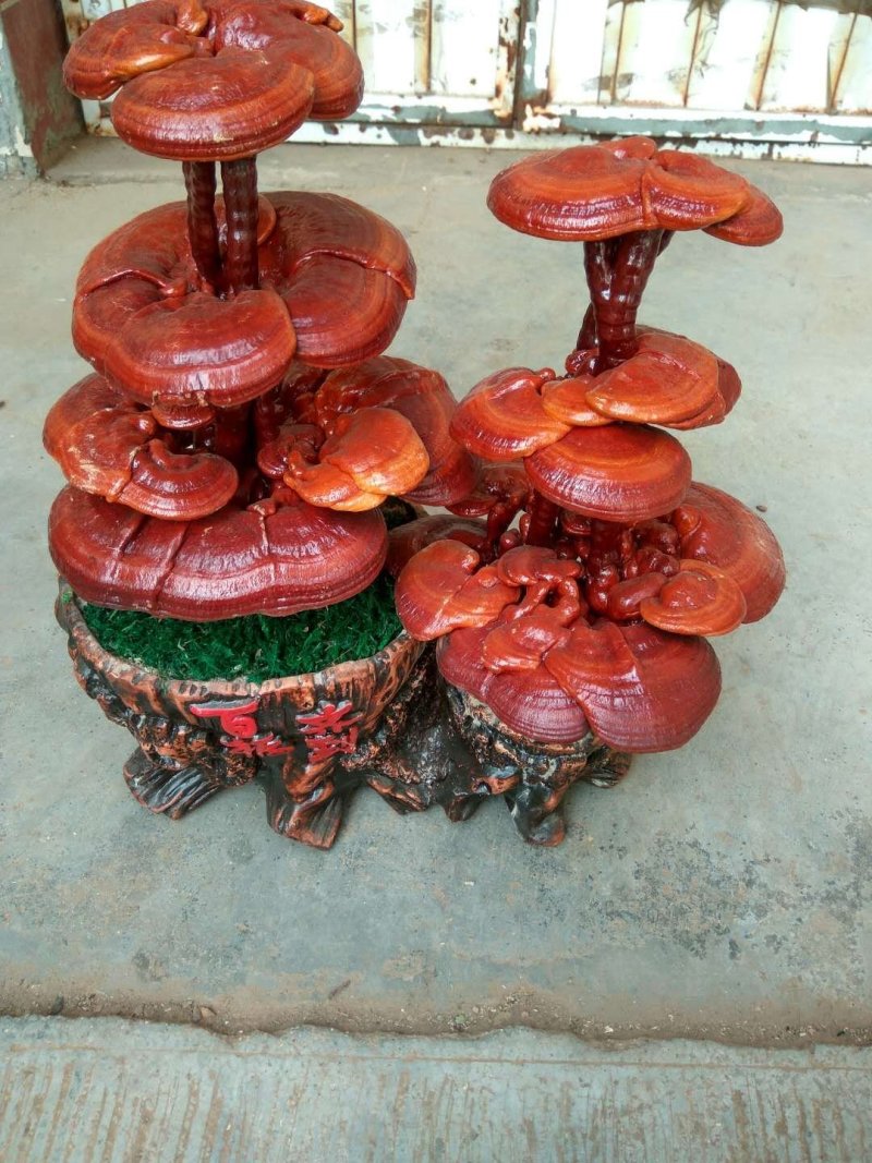 【精品】灵芝盆景，产地直发可视频看货自产自销批发零售