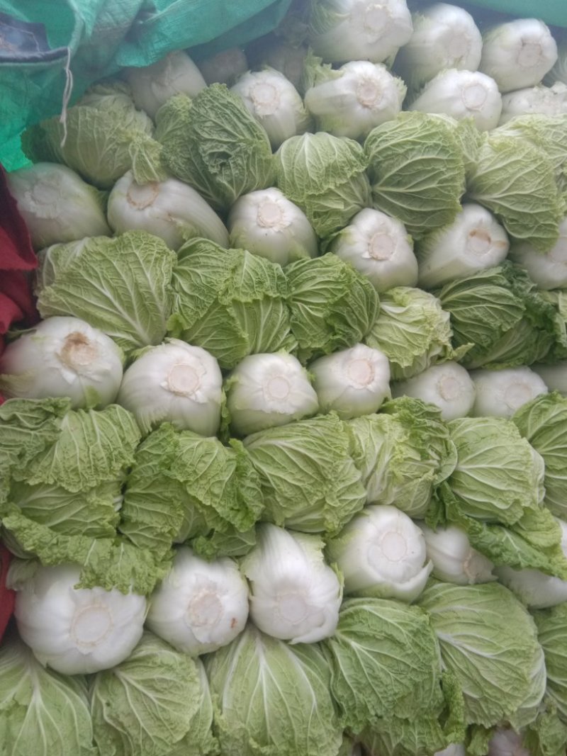 白菜，精品量，提供给你最好的服务，诚信交友，常年合作。