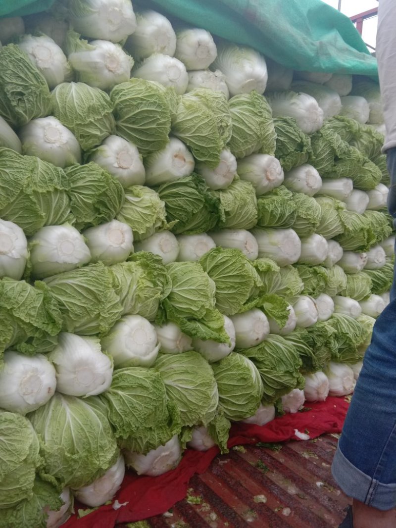 白菜，精品量，提供给你最好的服务，诚信交友，常年合作。