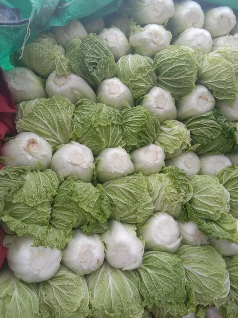 白菜，精品量，提供给你最好的服务，诚信交友，常年合作。