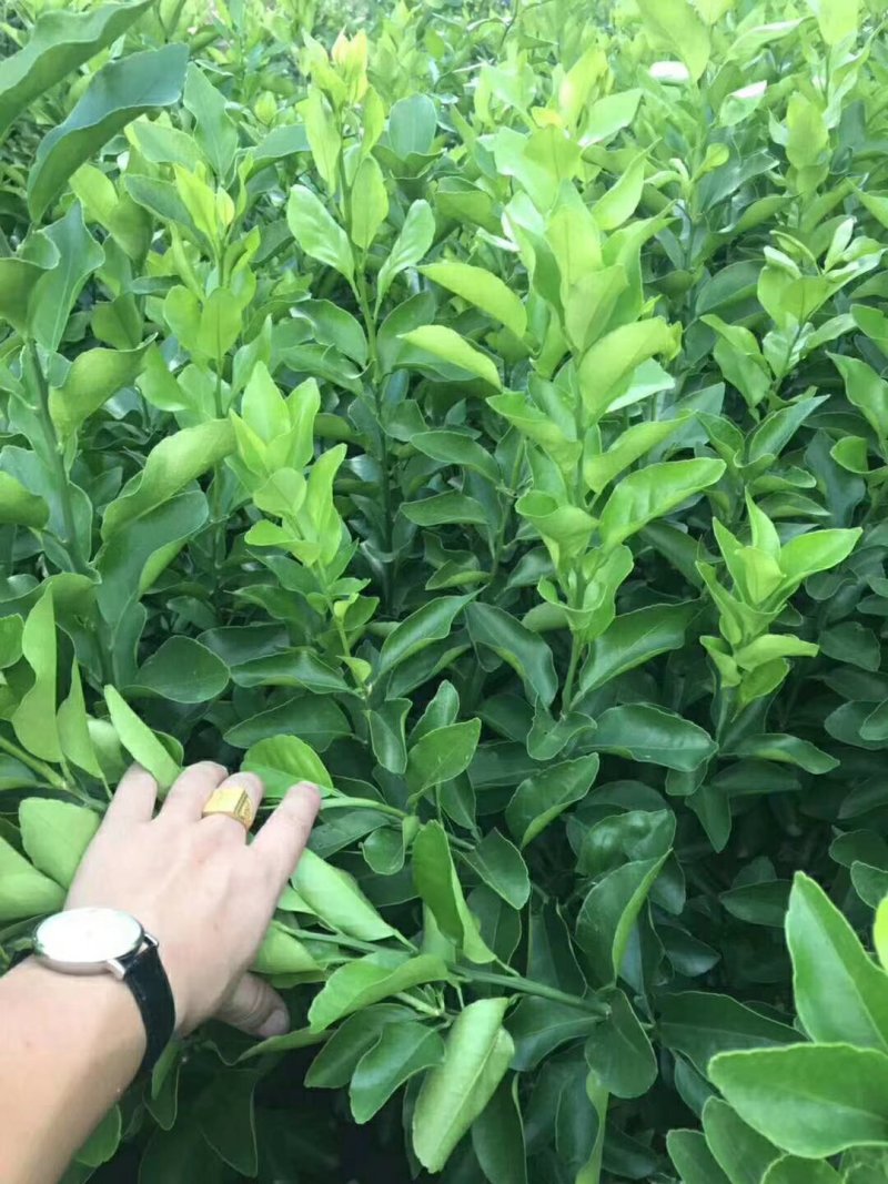 早熟沙糖桔苗(基地直供，品种纯正