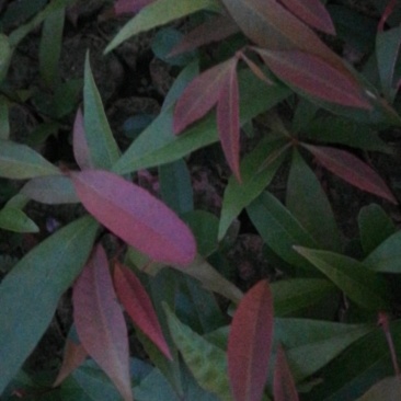 红株木
