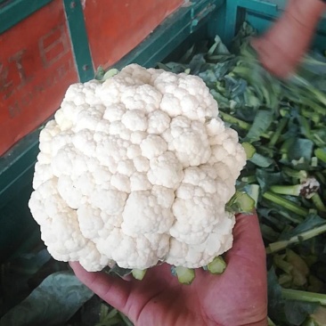 白菜花