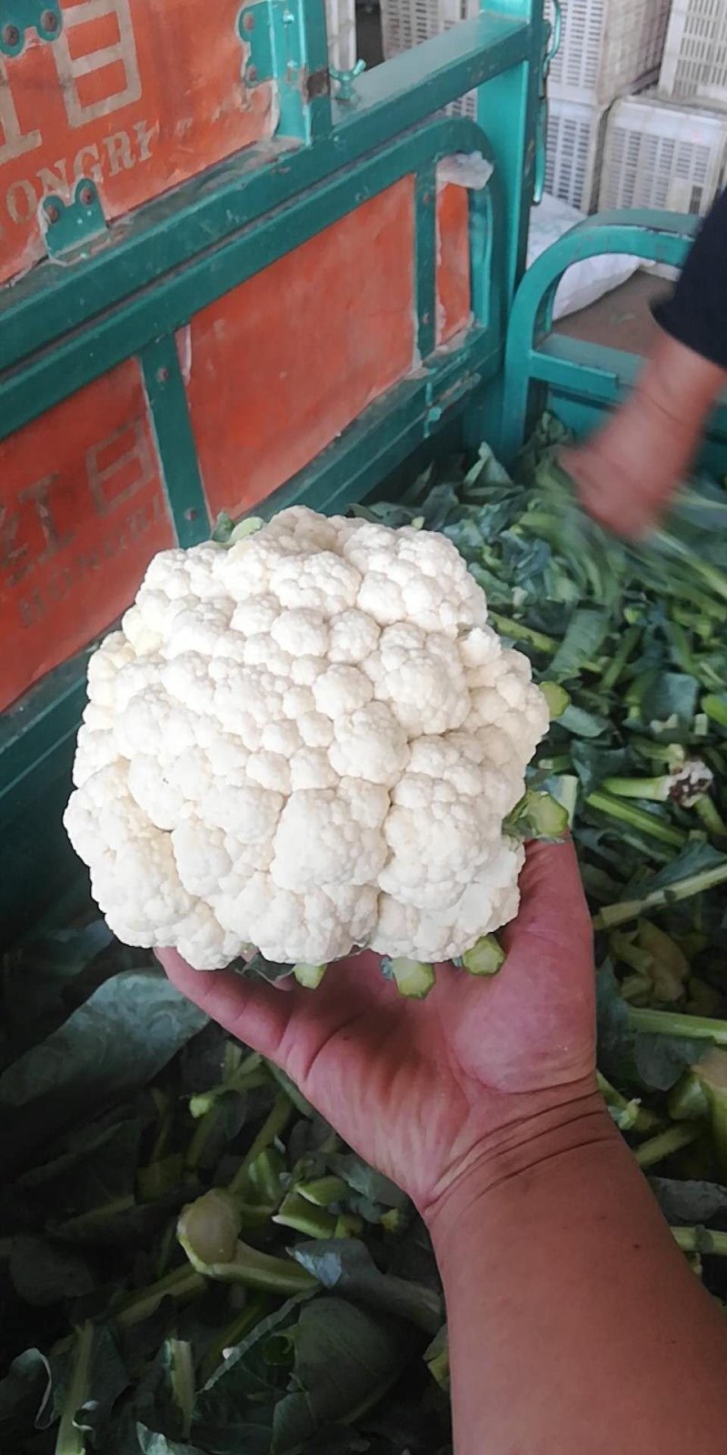 白菜花
