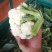 白菜花