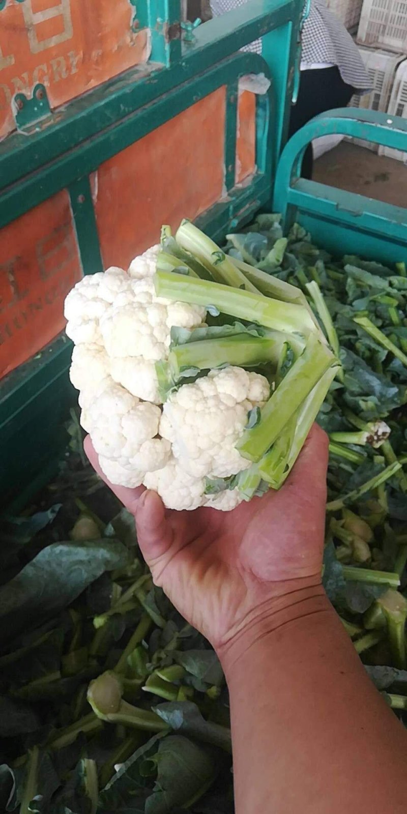 白菜花