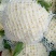 白菜花