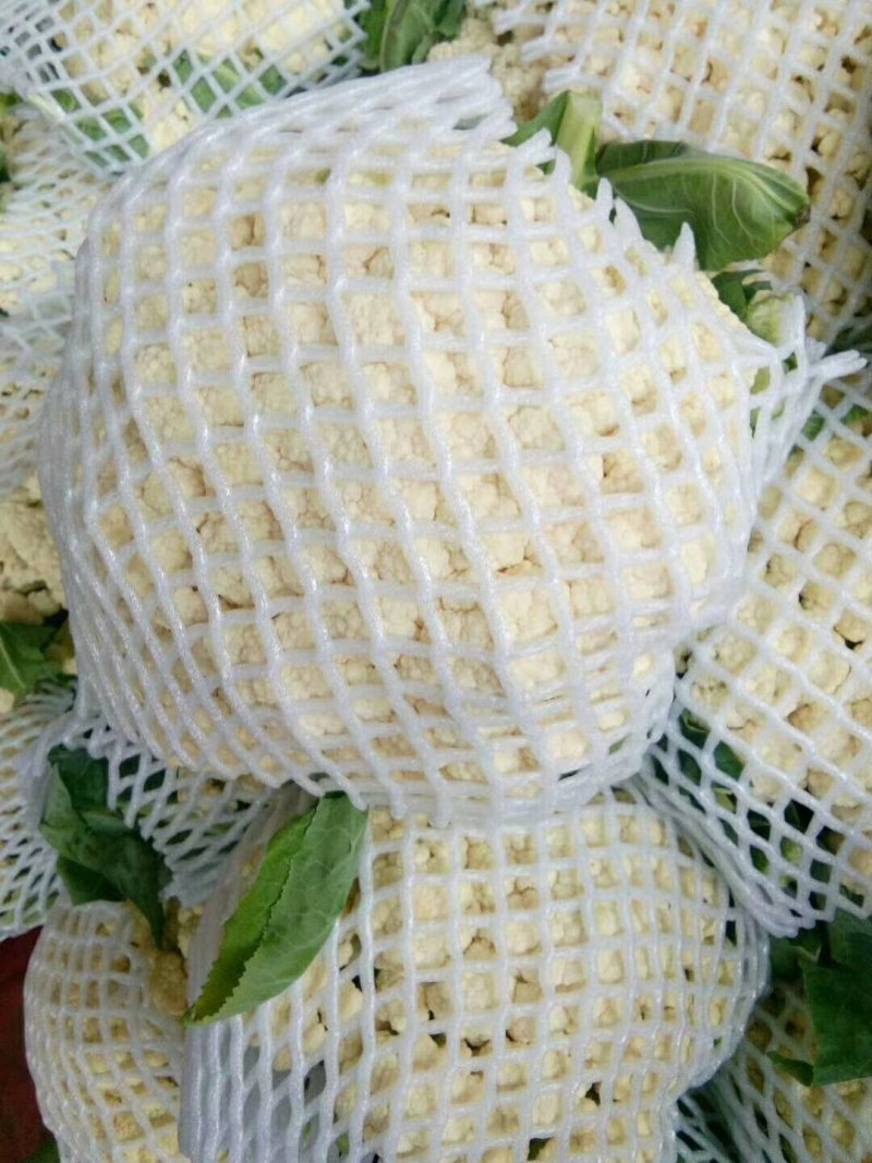 白菜花