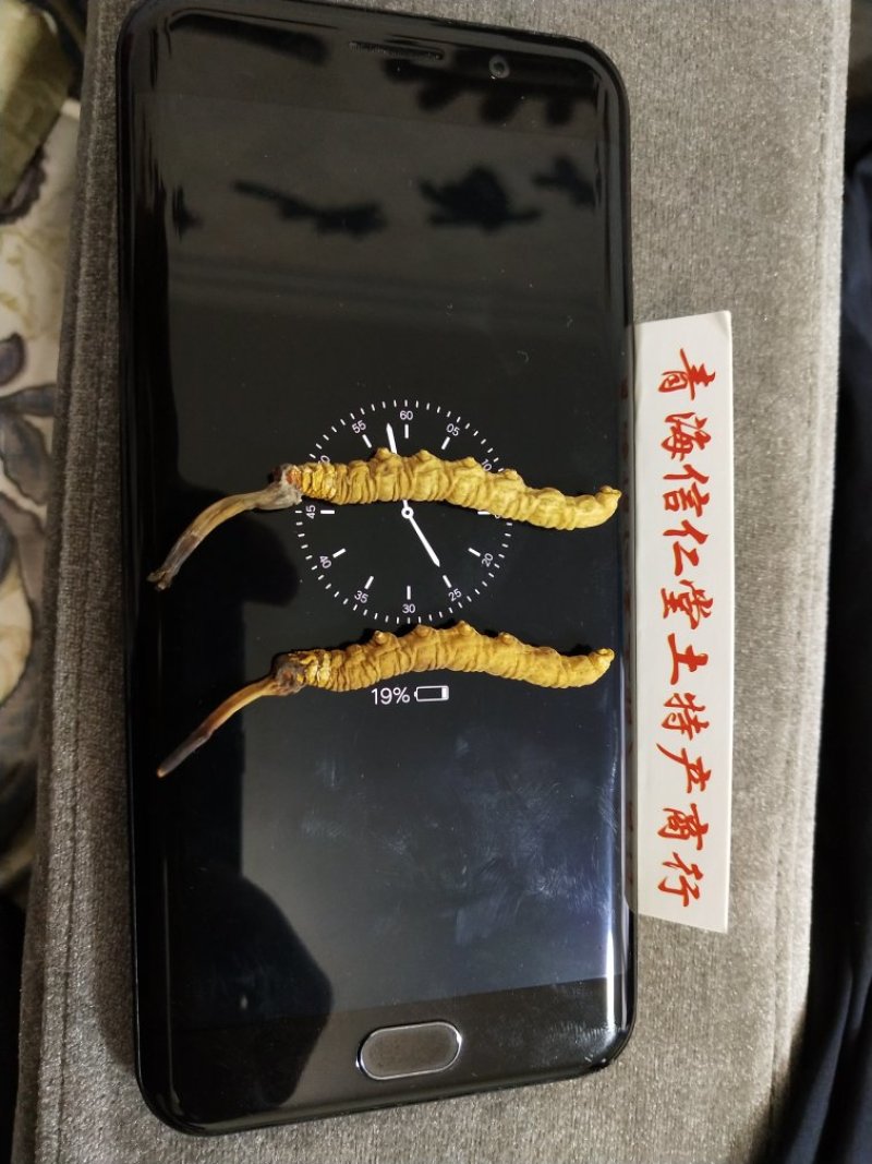 那曲高海拔冬虫夏草虫草顺丰全国包邮