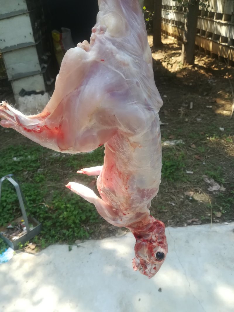 兔肉食用1~3