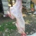兔肉食用1~3