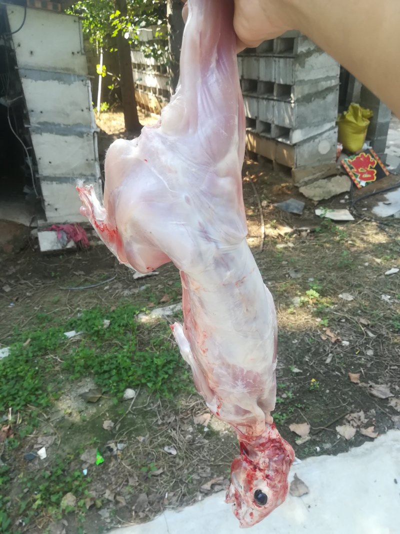 兔肉食用1~3