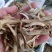 当归中节片甘肃干货人工种植2斤起包邮