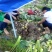 江永香芋荔浦芋头