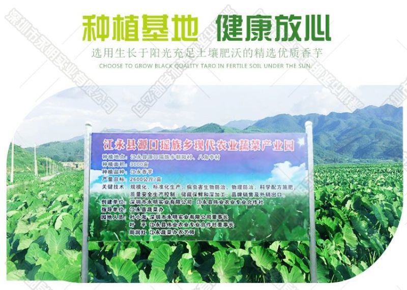 江永香芋荔浦芋头