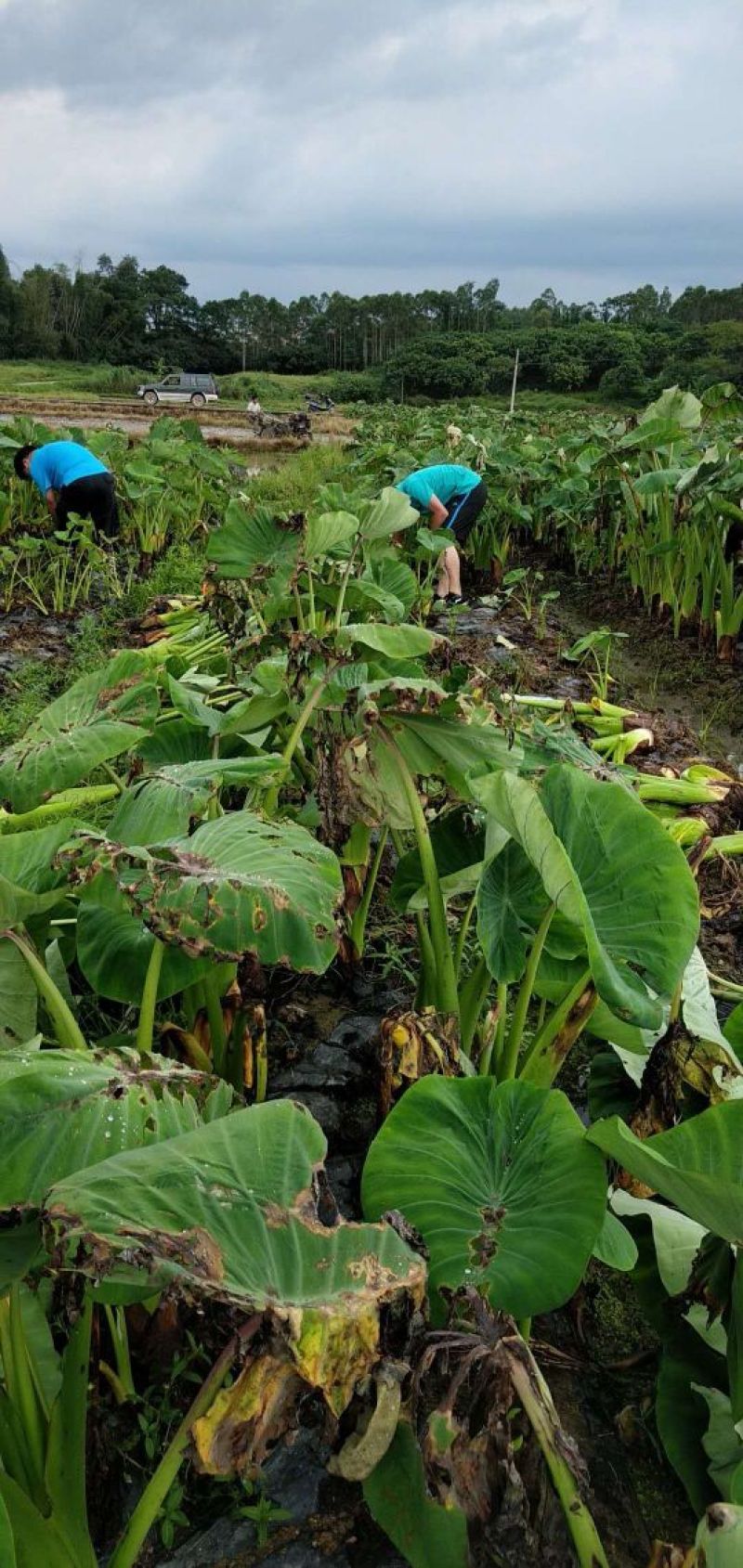 江永香芋荔浦芋头