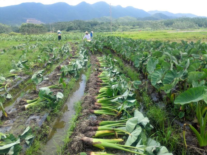 江永香芋荔浦芋头