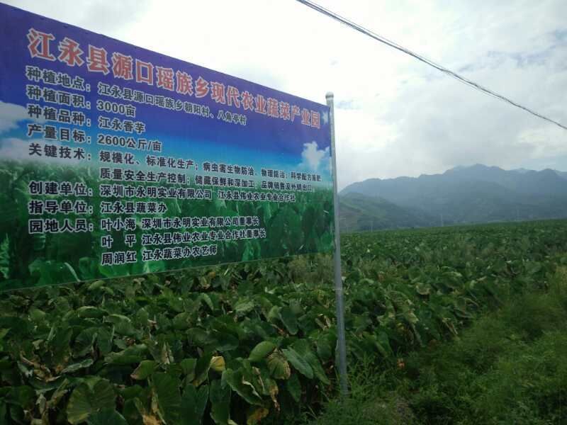 江永香芋荔浦芋头