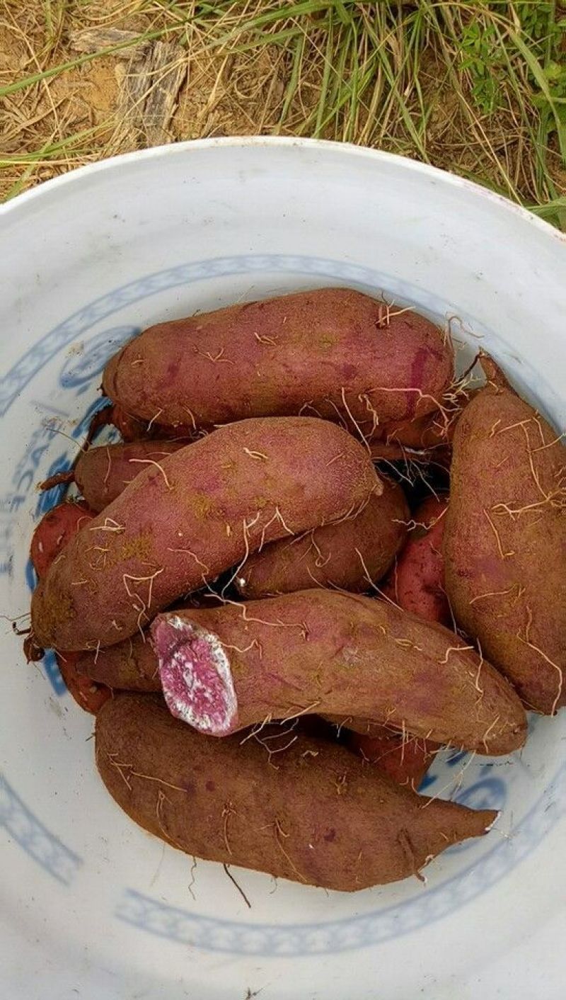 紫薯紫罗兰