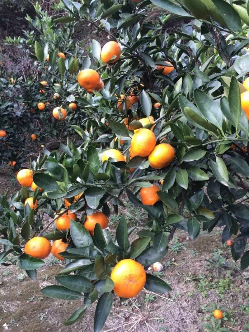 蜜桔
