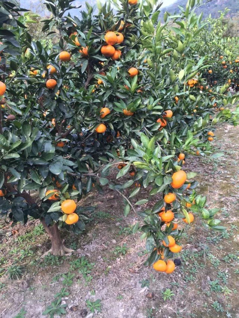 蜜桔