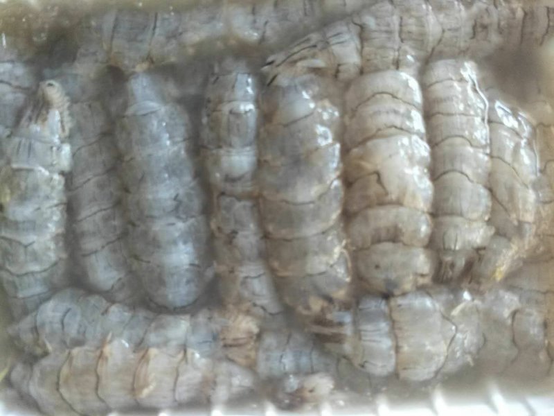 生冻原汁皮皮虾肉