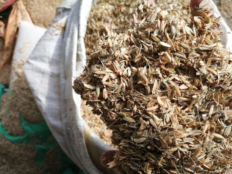 谷壳，瘪谷，稻谷