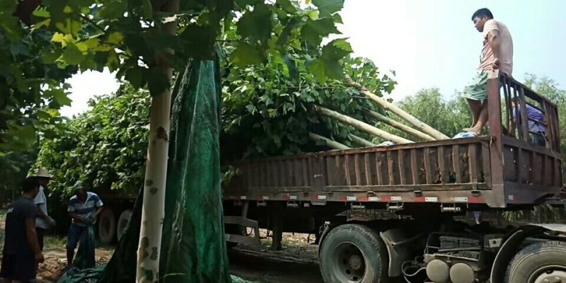 法桐12公分到30公分有量退林还耕急售